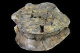 Bargain, Edmontosaurus Caudal Vertebra - South Dakota #145880-3
